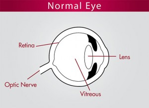Normal Eye